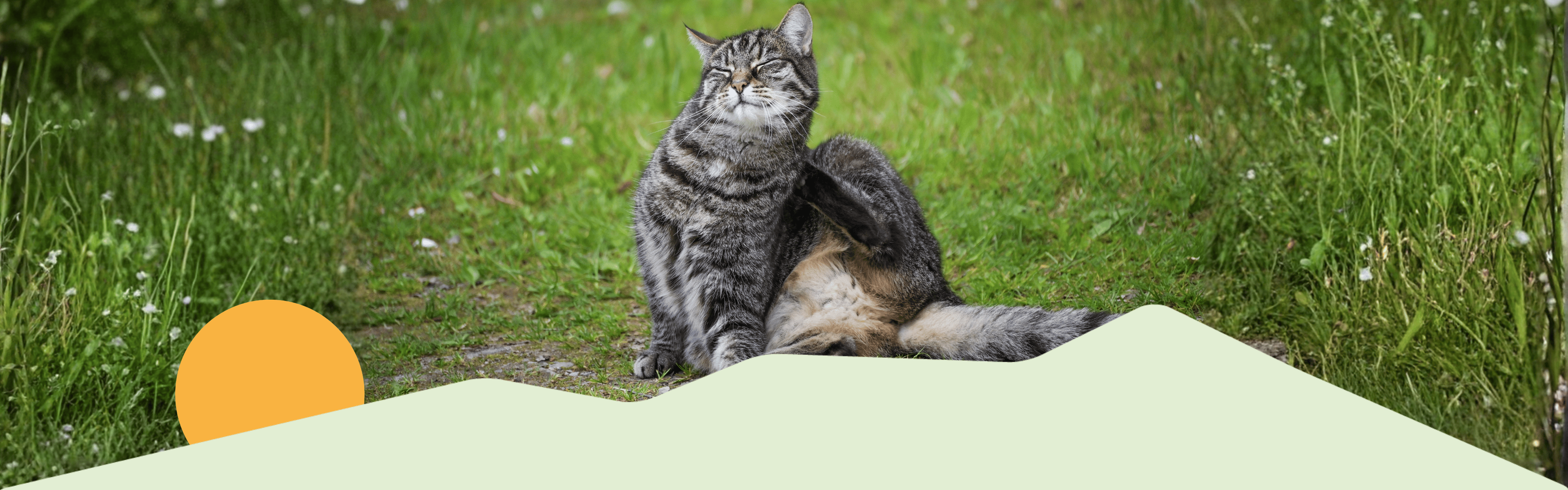Katze sitzt im Wald und kratzt sich passend zum Thema Schuppen und Juckreiz